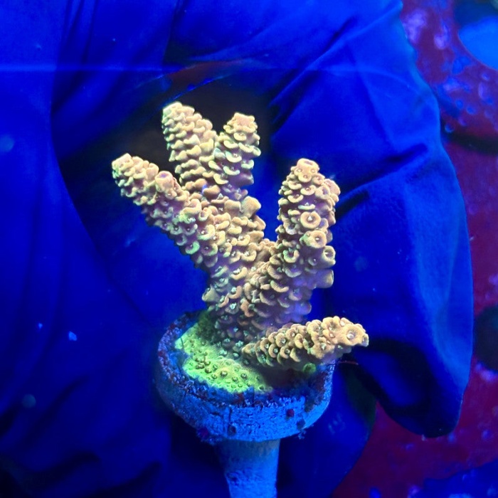 TRAVERS BURCU ARKA DIŞ MULTIVAN/TRANSPORTER 03>19